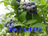 2015台州黄岩蓝莓采摘优惠门票预订中